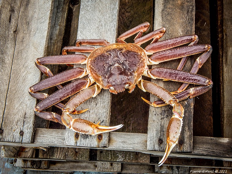 Crabe_Des_Nieges_Rimouski